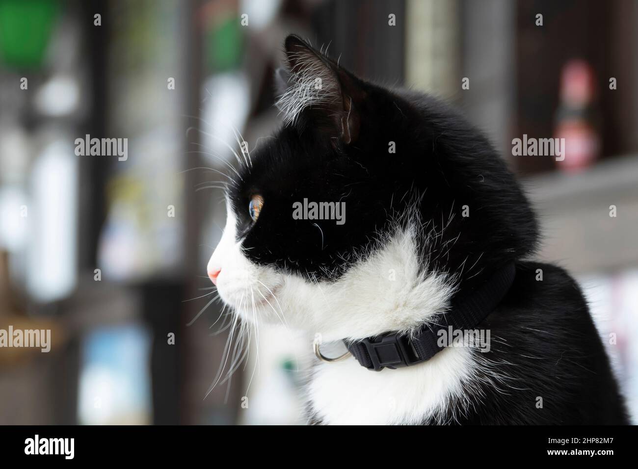 Die schwarz-weiße Katze mit gelben Augen sitzt Stockfoto