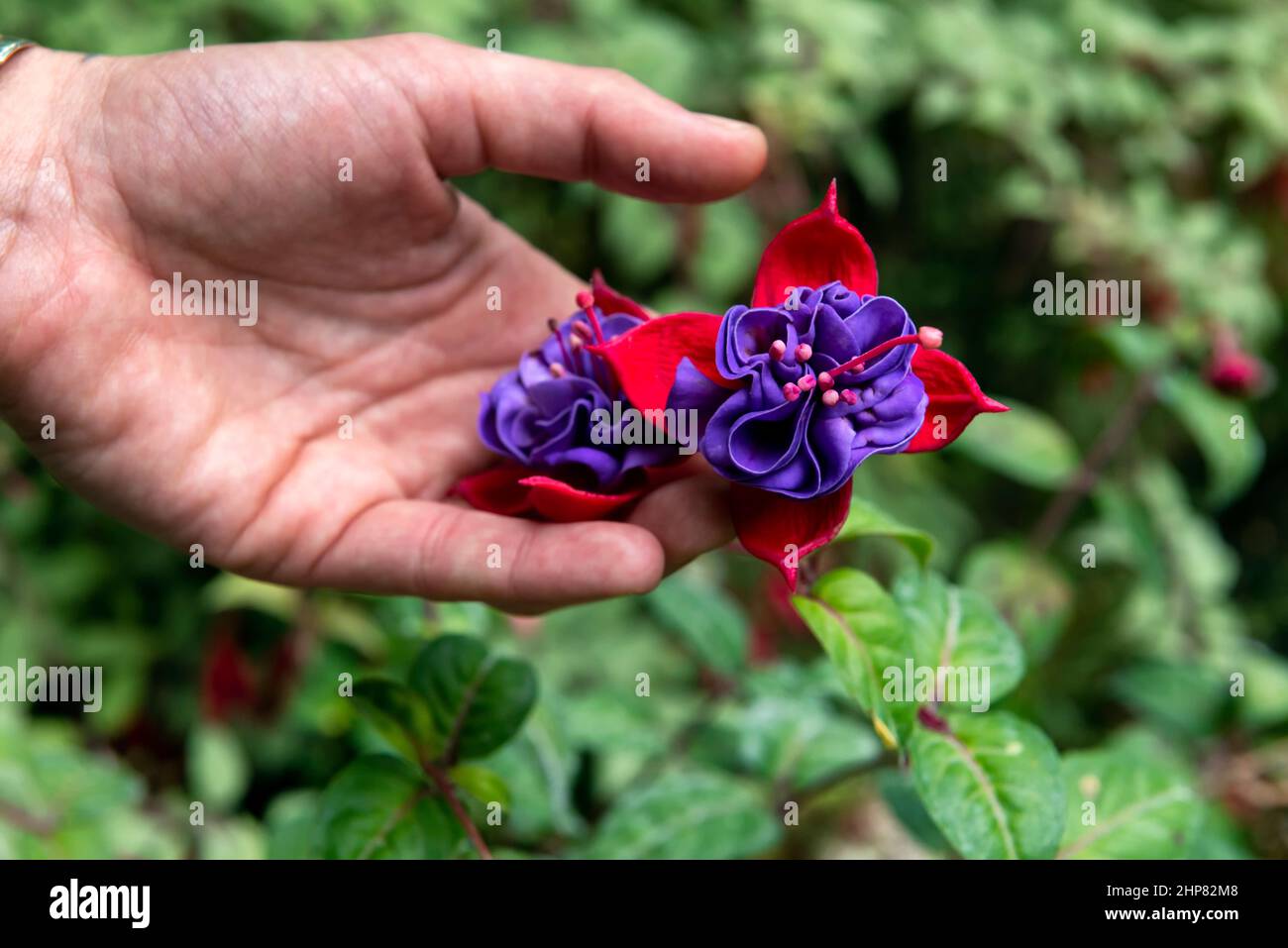 Fuchsia dunkle Augen Stockfoto