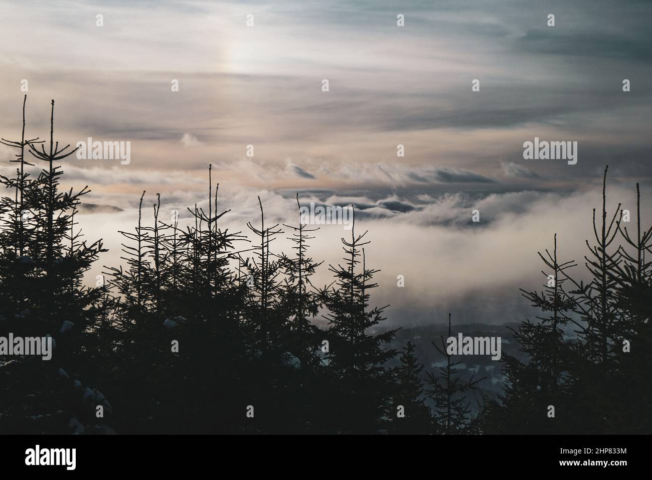 Winterhimmel mit dramatischen Wolken und Kiefernblick vom Berg in Tschechien Stockfoto