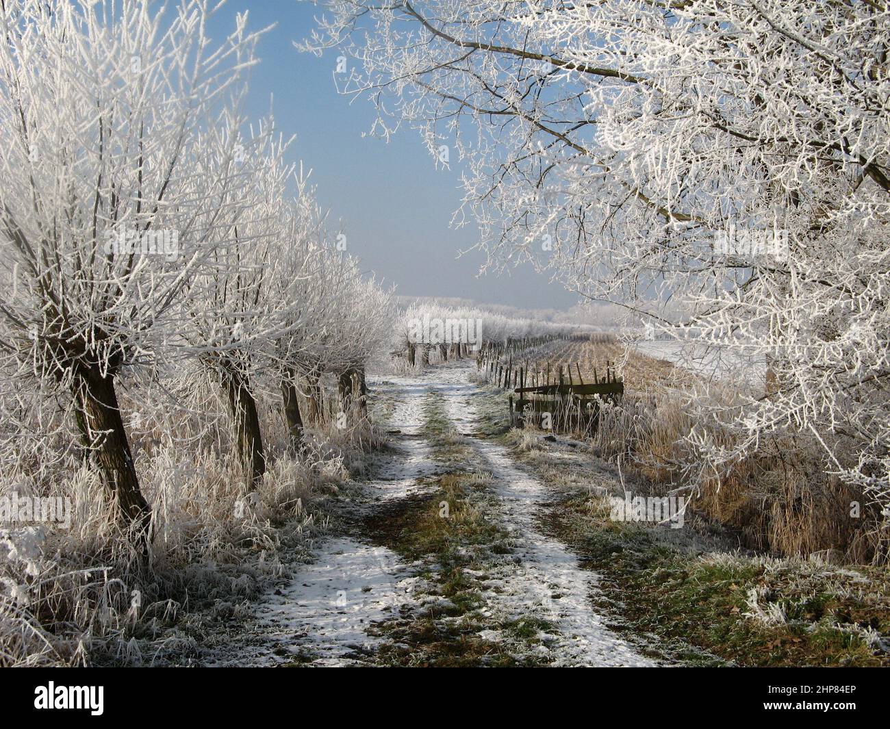 Wunderschöne Winterlandschaft mit einem unbefestigten Weg mit Weidenbäumen mit weißem Frost entlang der Felder und einem blaugrauen Himmel in zeeland, holland Stockfoto