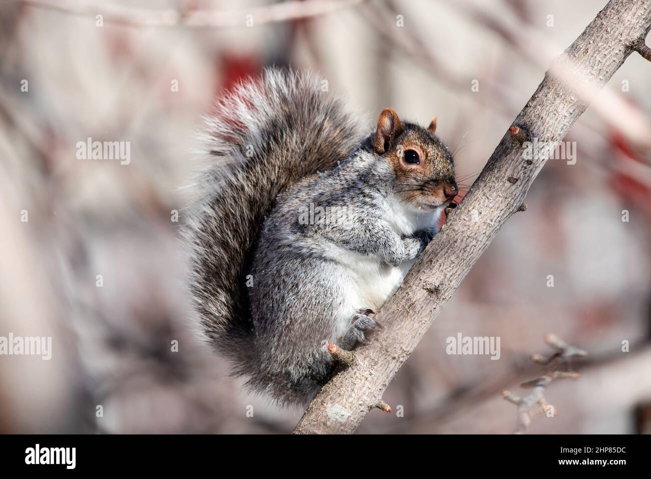 Graues Eichhörnchen, das an einem Ast hält Stockfoto