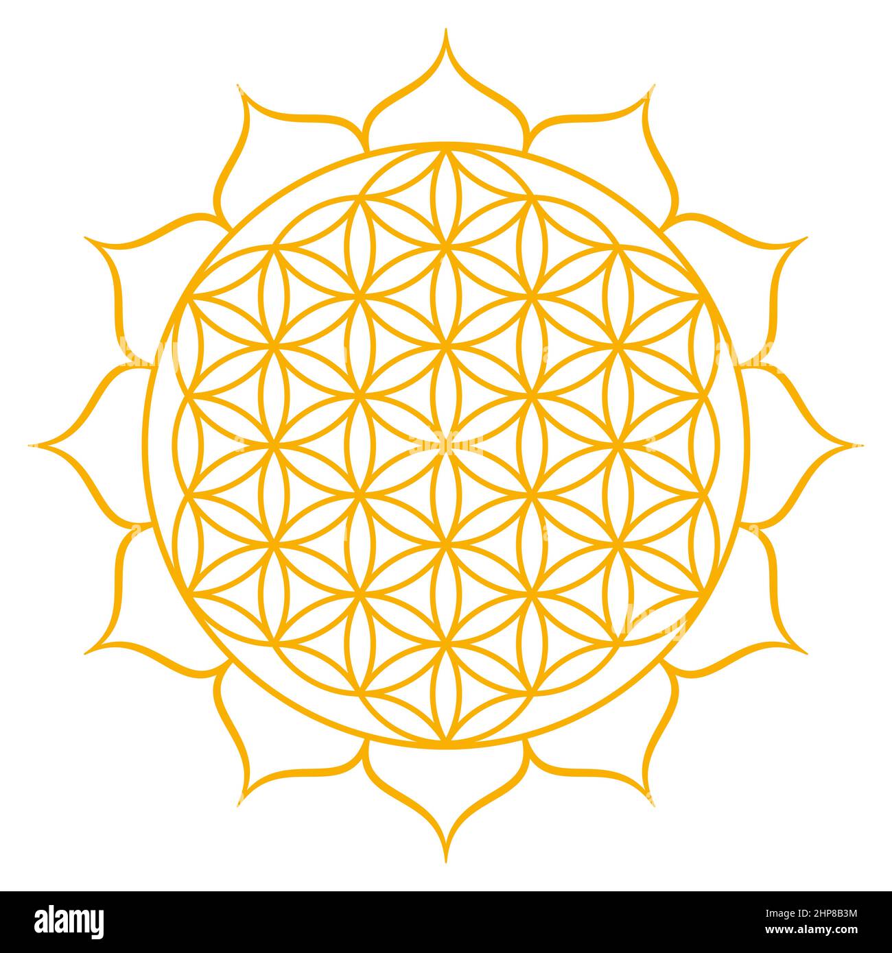 Goldene Blume des Lebens mit zwölf Blütenblättern. Geometrische Figur, spirituelles Symbol und heilige Geometrie. Überlappende Kreise bilden ein Mandala. Stockfoto