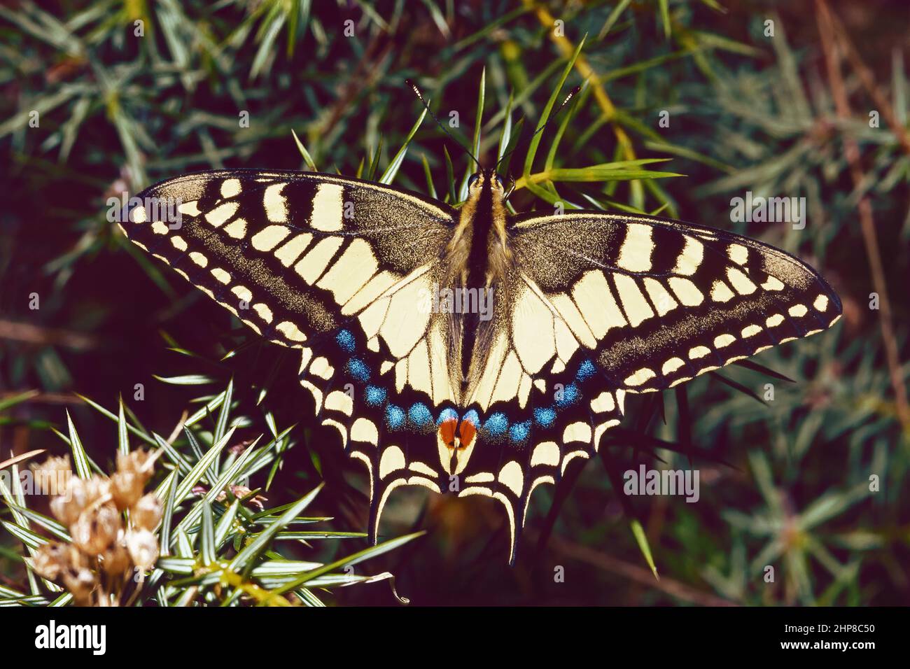Schwalbenschwanz auf einem Strauch, Papilio machaon, Papilionidae, Stockfoto