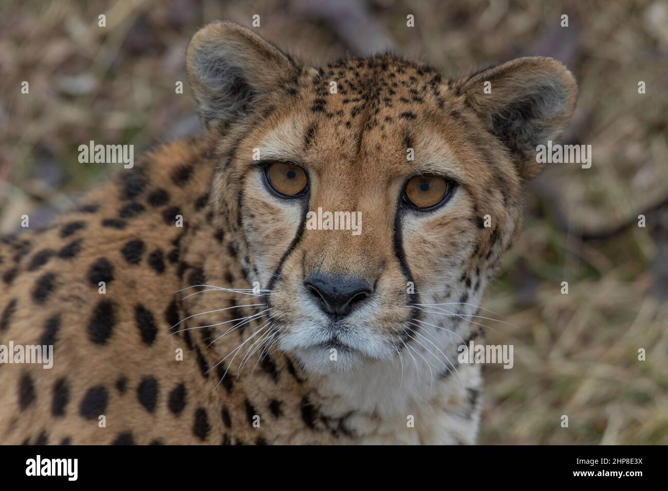Gepard wildtiere -Fotos und -Bildmaterial in hoher Auflösung – Alamy