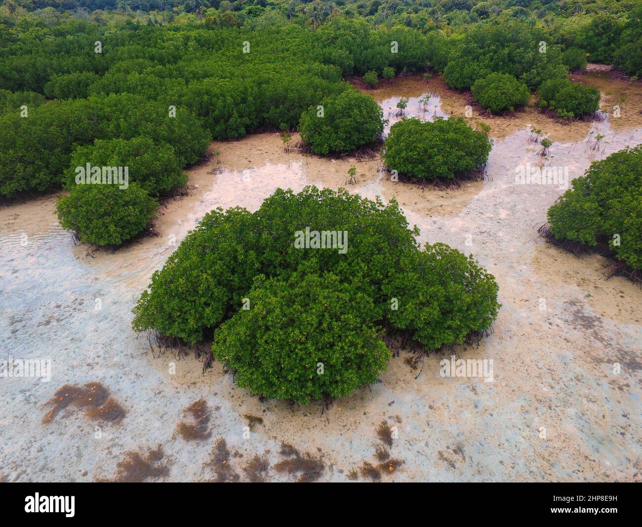 Hoher Winkel des Mangrovenwaldes in Karimunjawa, Indonesien Stockfoto