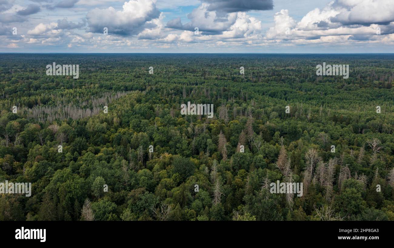 Polnischer Teil des Waldes von Bialowieza nach Osten von der Luftaufnahme von der Stadt aus mit einigen toten Bäumen im Vordergrund, Wald von Bialowieza, Polen, Europa Stockfoto