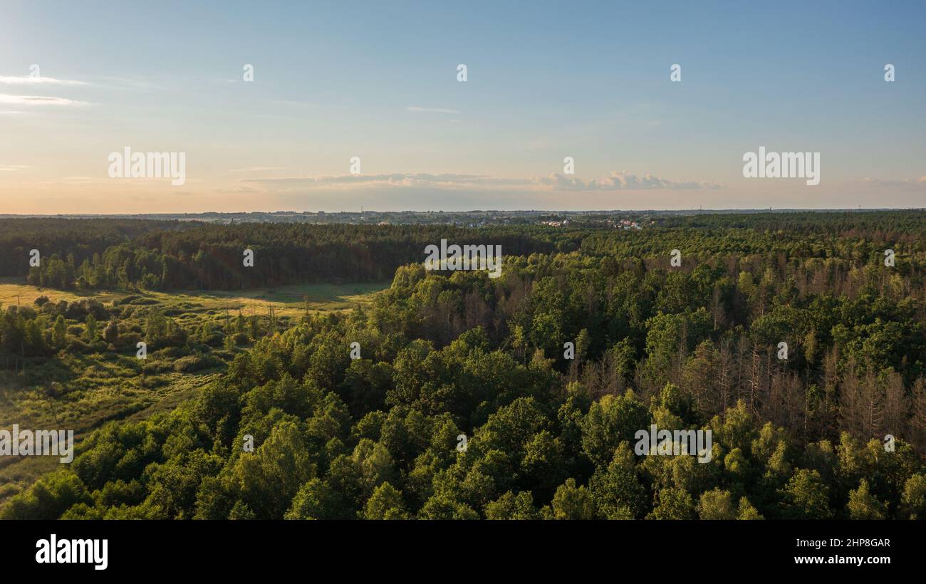 Polnischer Teil des Waldes von Bialowieza nach Hajnowka, Woiwodschaft Podlachie, Polen, Europa Stockfoto
