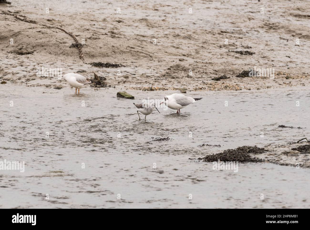 Die nahrungssuche Greenshank (Tringa nebularia) Stockfoto