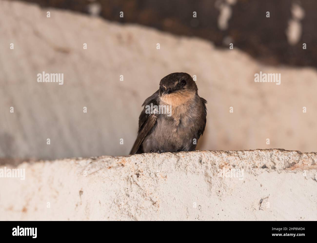 Roosting Rock Martin (Ptyonoprogne fuligula) Stockfoto
