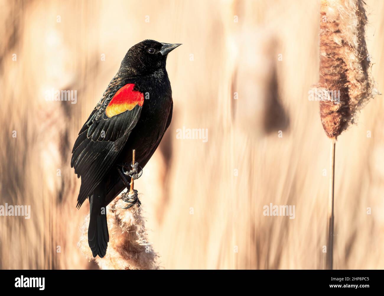 Nahaufnahme-Seitenportrait einer Rotflügelamsel mit frühem Frühlingsgefieder, mit einem weichen Hintergrund von Rohrschwanzvegetation. Stockfoto