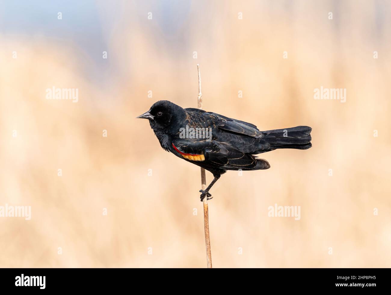 Ein Rotflügeliger Amsel, der auf einem dünnen Rohrstiel thront und schöne, rückwärtige Federdetails mit einem sauberen, natürlichen Hintergrund zeigt. Stockfoto