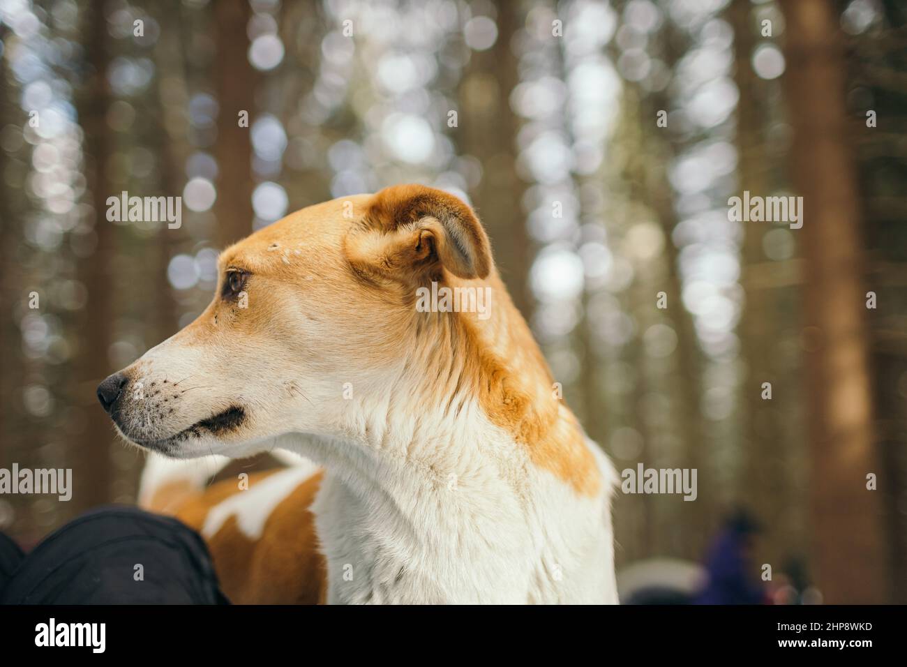 Ein Hund schaut in die Kamera Stockfoto