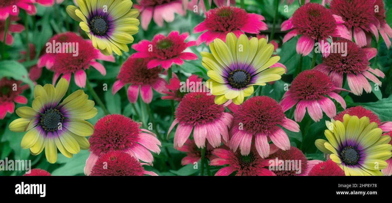Nahaufnahme von Blauäugiger Schönheit (Osteospermum) und roten Blumen. Stockfoto
