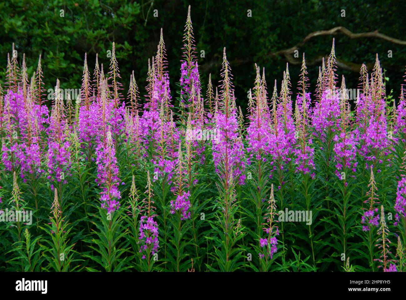 Chamaenerion angustifolium (Feuerkraut) ist in der gemäßigten nördlichen Hemispie beheimatet und wächst auf feuchten Weiden. Stockfoto