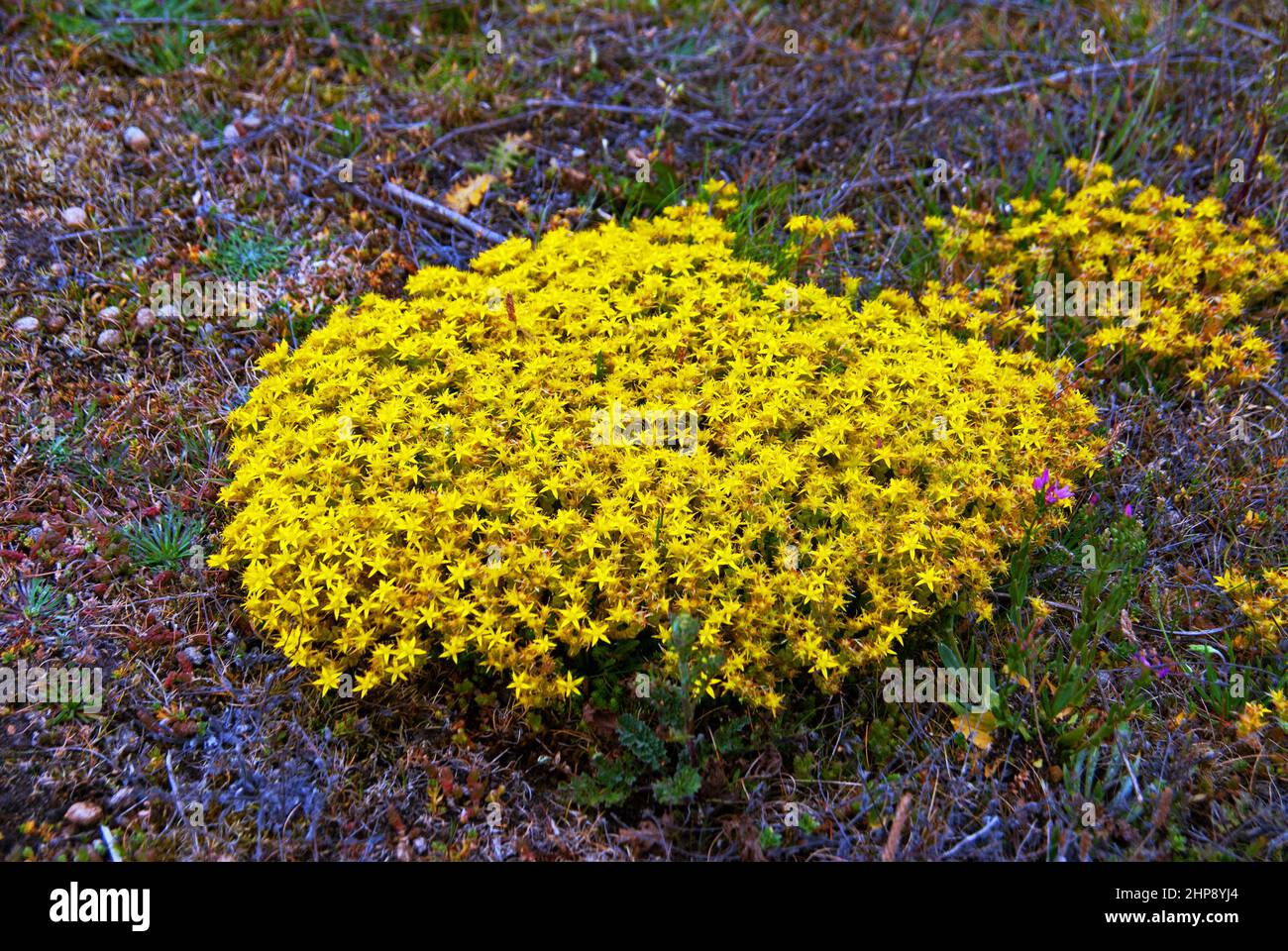 Sedum acre (beißender Steinbrocken) ist in Europa beheimatet, wo er auf dünnen, trockenen Böden wie Kiesstränden und Trockensteinmauern wächst. Stockfoto