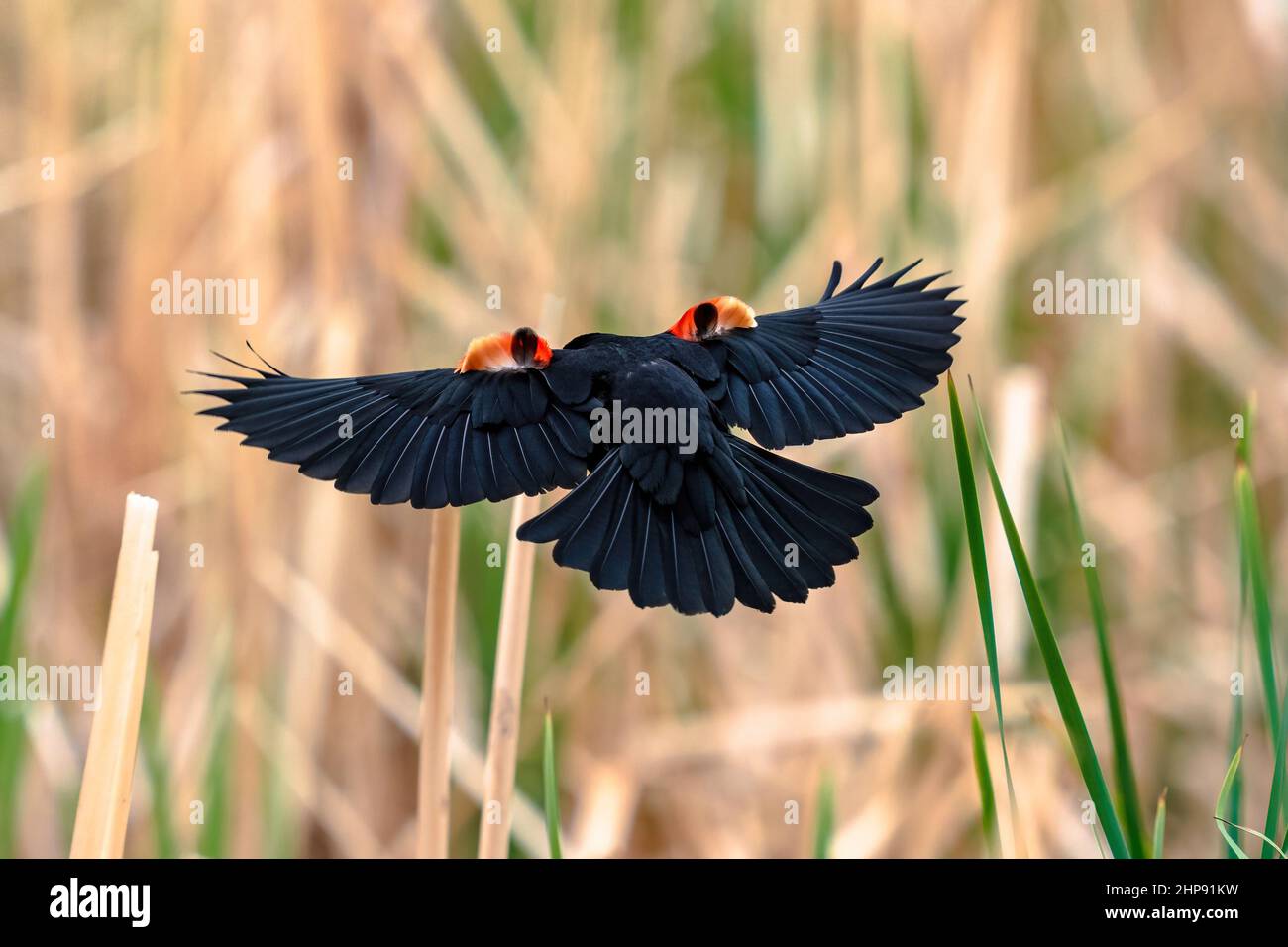 Die Schulterfedern eines Rotflüglers spiegeln sich, was einen interessanten visuellen Look erzeugt, während er in einen Lebensraum der Zwingen fliegt. Stockfoto