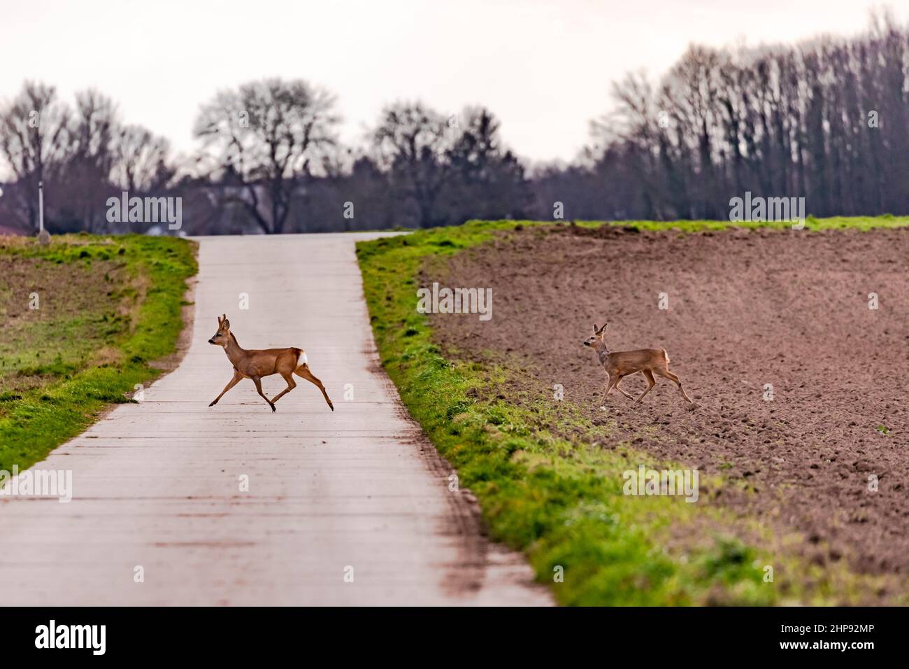 Zwei Hirsche überqueren eine geteerte Zufahrtsstraße zwischen zwei Feldern Stockfoto