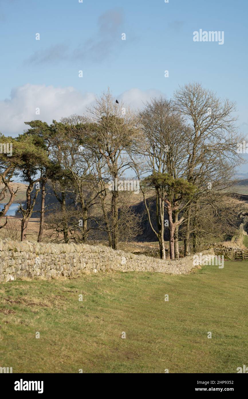 Eine Gruppe von Bäumen in der Nähe von Crag Lough und Steel Rigg an Hadrian's Wall, fast zweimal gebrüht, Northumberland, Großbritannien. Die Gegend gehört zum UNESCO-Weltkulturerbe. Stockfoto