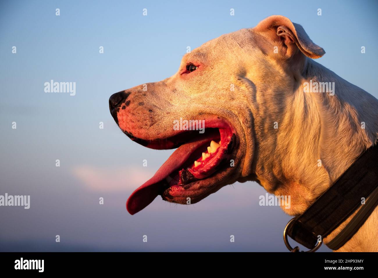 Porträt des Dogo Argentino Hundes während einer goldenen Stunde. Niedliches Haustier in der Natur. Nahaufnahme des argentinischen Hundekopfes. Stockfoto