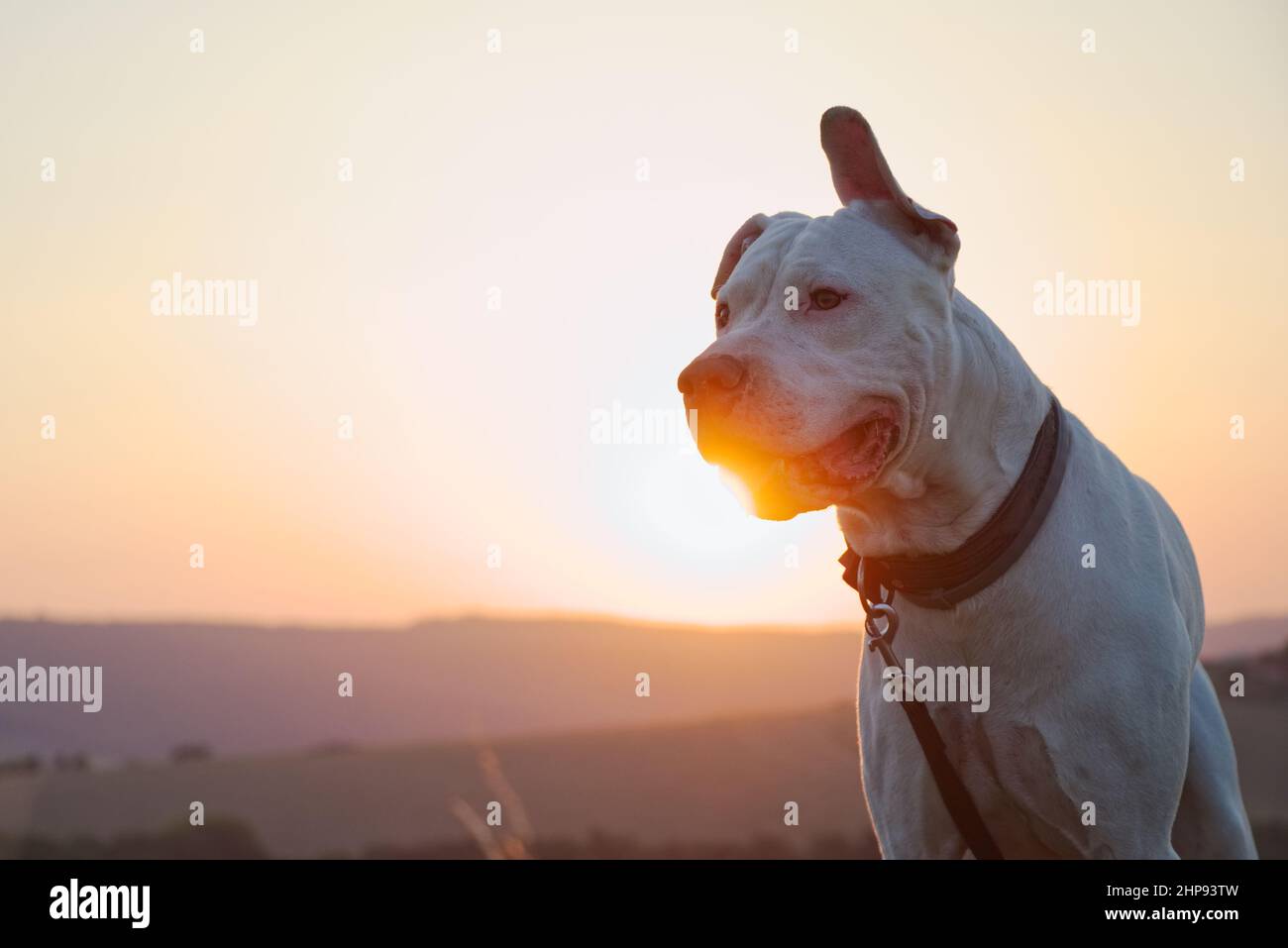 Dogo Argentino Hund bei Sonnenuntergang. Porträt eines argentinischen Hundes in der Natur bei Sonnenlicht. Niedliches Haustier. Stockfoto