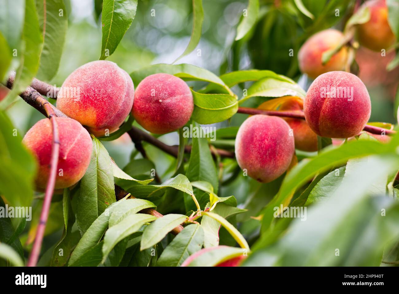 Pfirsiche auf Ast, reife Bio-Früchte bereit für die Ernte. Pfirsichbaum im Obstgarten Stockfoto