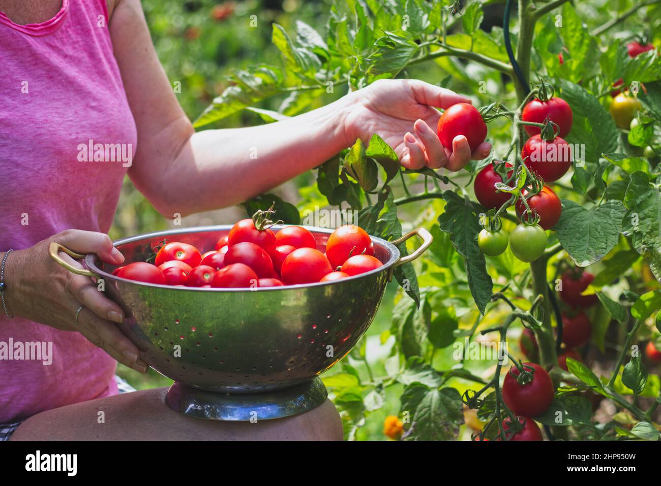 Der Bauer erntet Tomaten. Die Hände der Frau pflücken frische Tomaten´s Sieb. Ernte im Bio-Garten Stockfoto