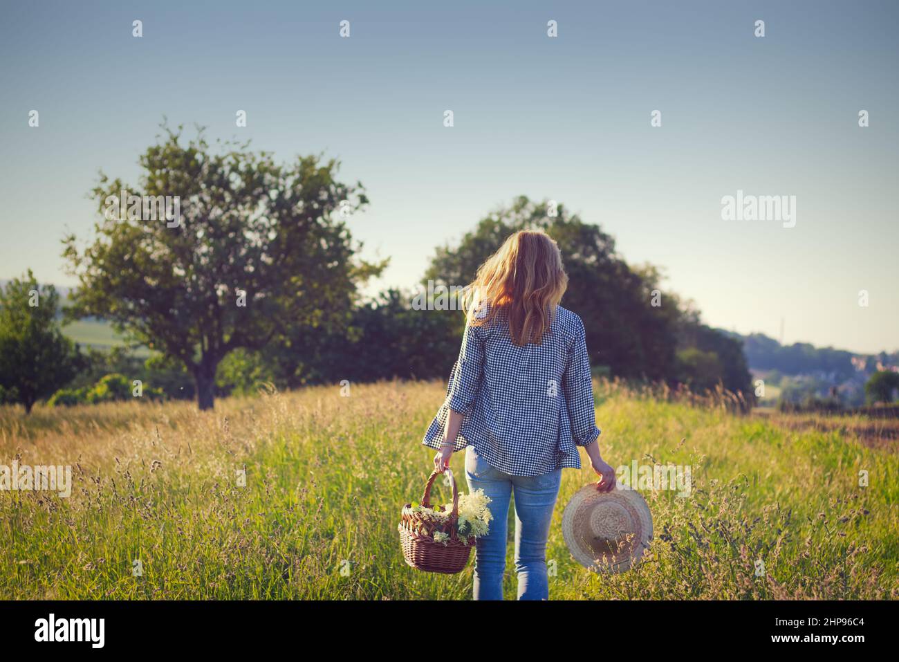 Frau mit Strohhut und Weidenkorb geht in der Natur spazieren und erntet im Sommer Blumen für die alternative Medizin Stockfoto