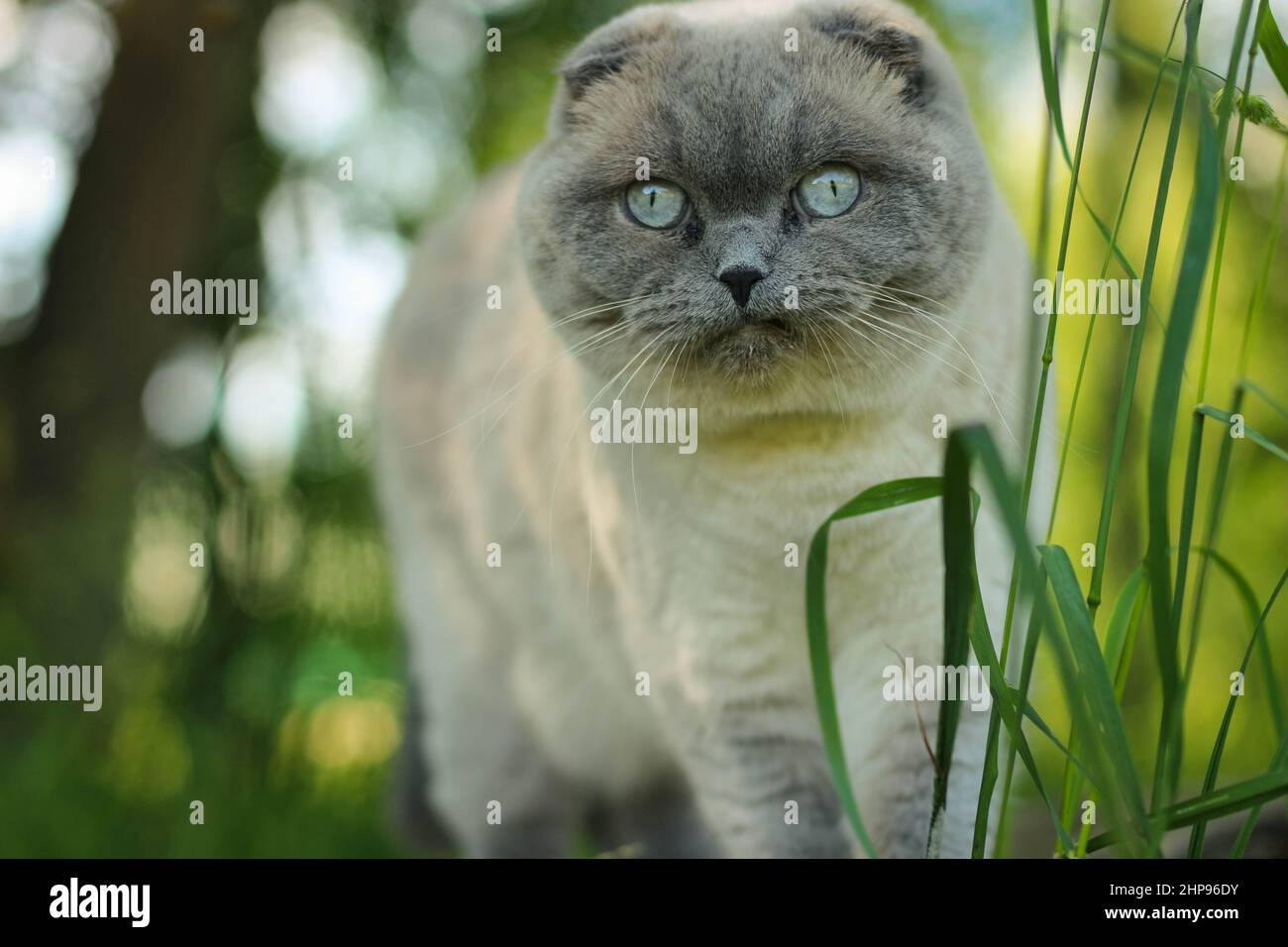 Lustige graue schottische Faltenkatze, die Gras frisst und läuft. Stockfoto