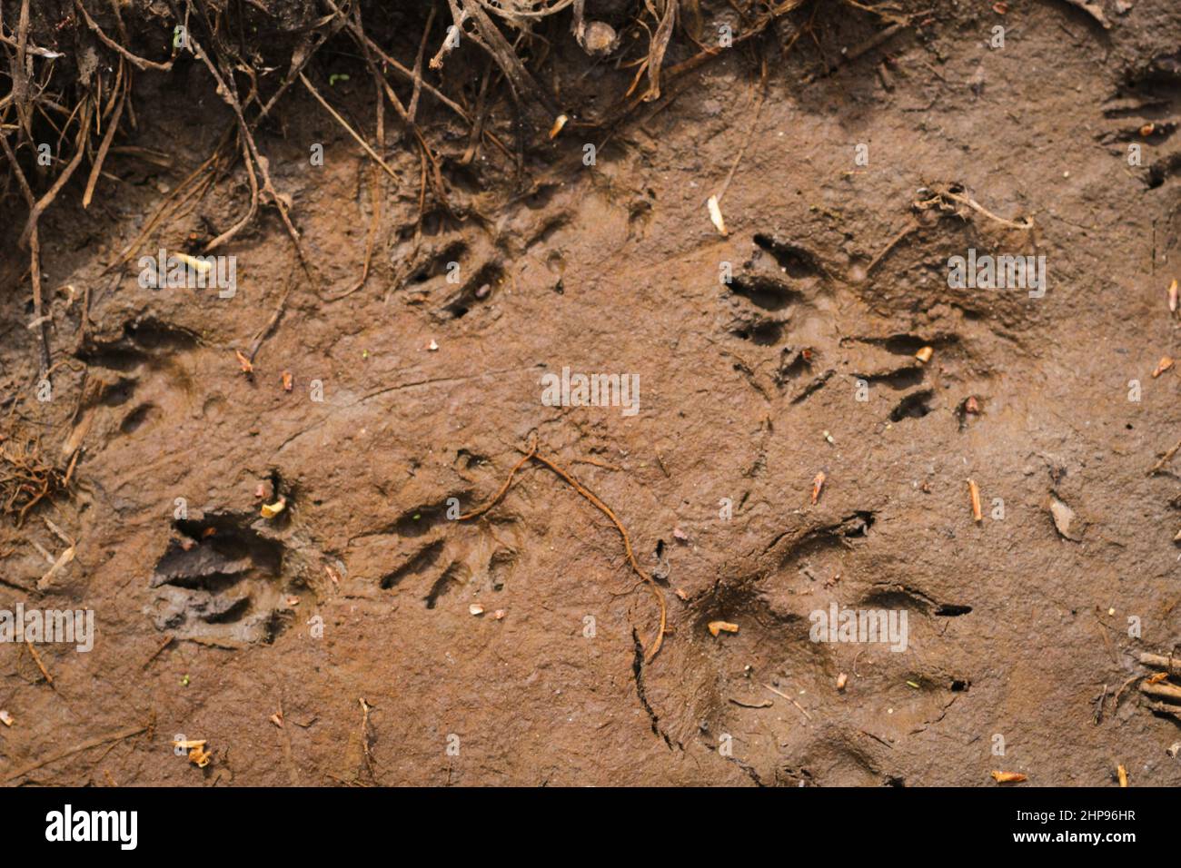 Ein Igel-Fußabdruck im Sand im Wald, detailliert. Stockfoto