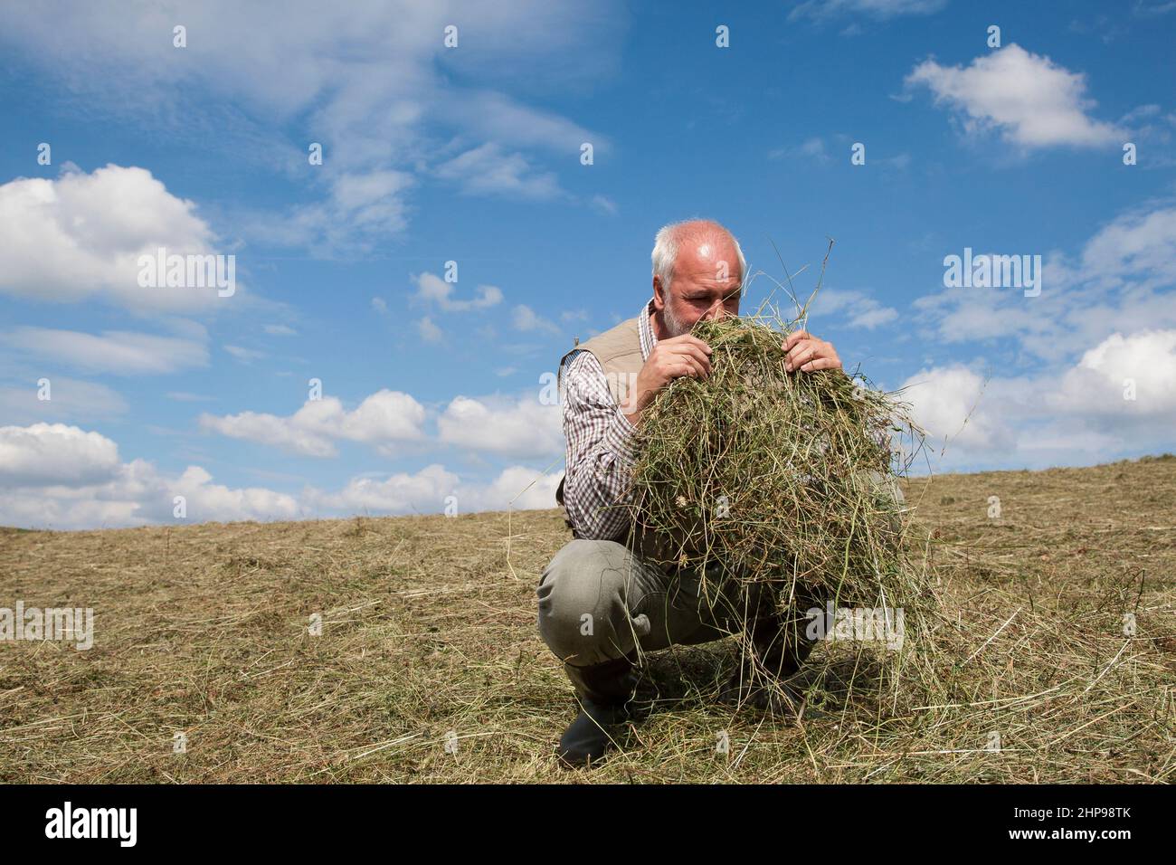 Ein Bauer überprüft die Qualität seines Bio-Heus und duftet den wunderbaren Duft von Wiesenkräutern. Stockfoto