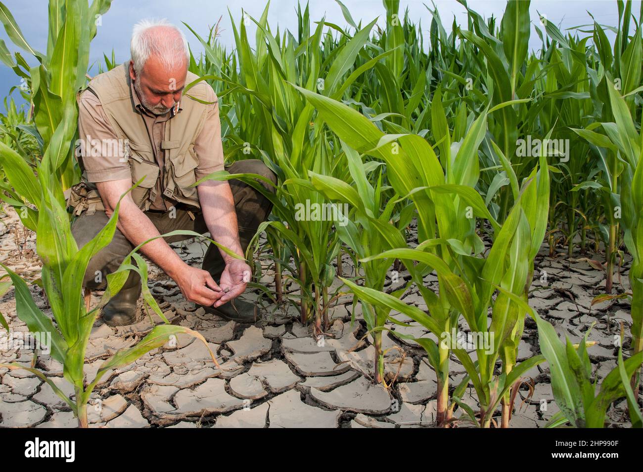 Ein Bauer untersucht den ausgetrocknten Boden in seinem Maisfeld. Der Klimawandel bereitet die Landwirte in Deutschland zunehmend vor Probleme. Stockfoto