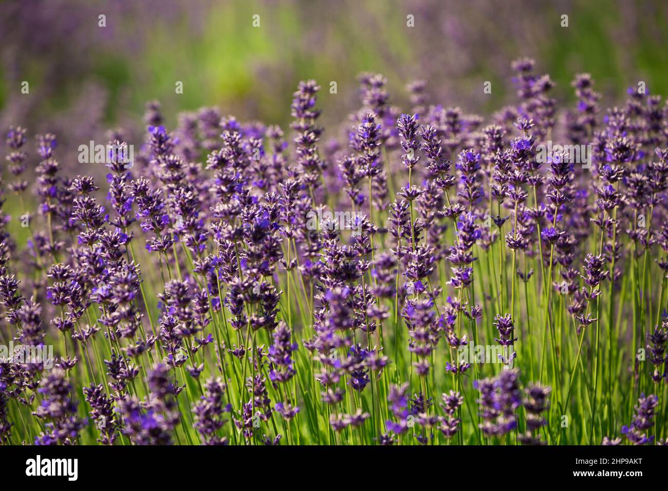 Wunderschönes, lebendiges Lavendelfeld im Sommer in Sequim, Washington Stockfoto