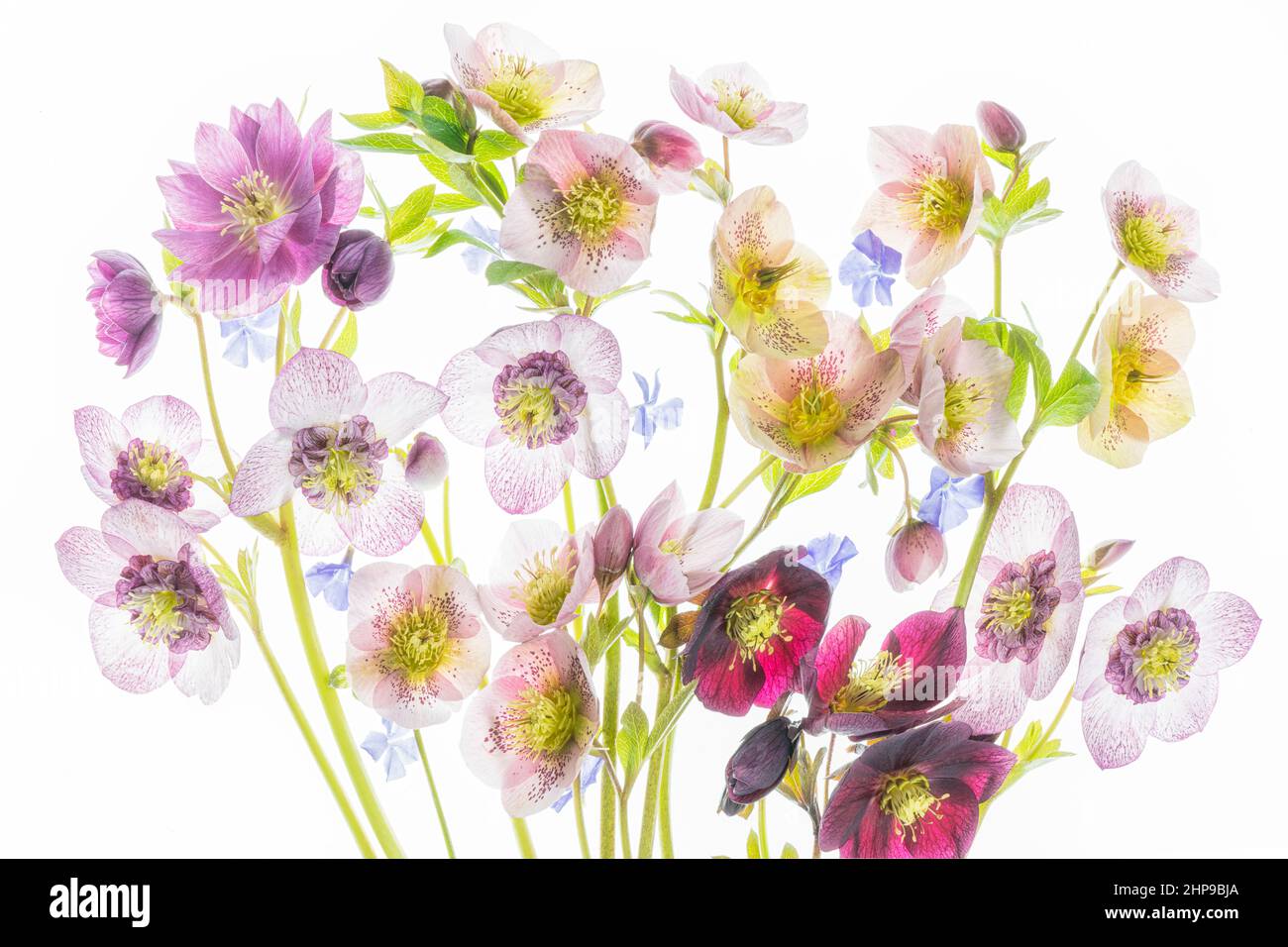 Hellibore Blumenarrangement. Stockfoto