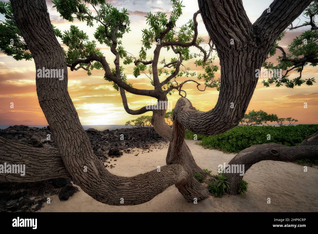 Wilde Zweige des Heliotrop-Baumes und des Ozeans Hawaii, der Big Island Stockfoto