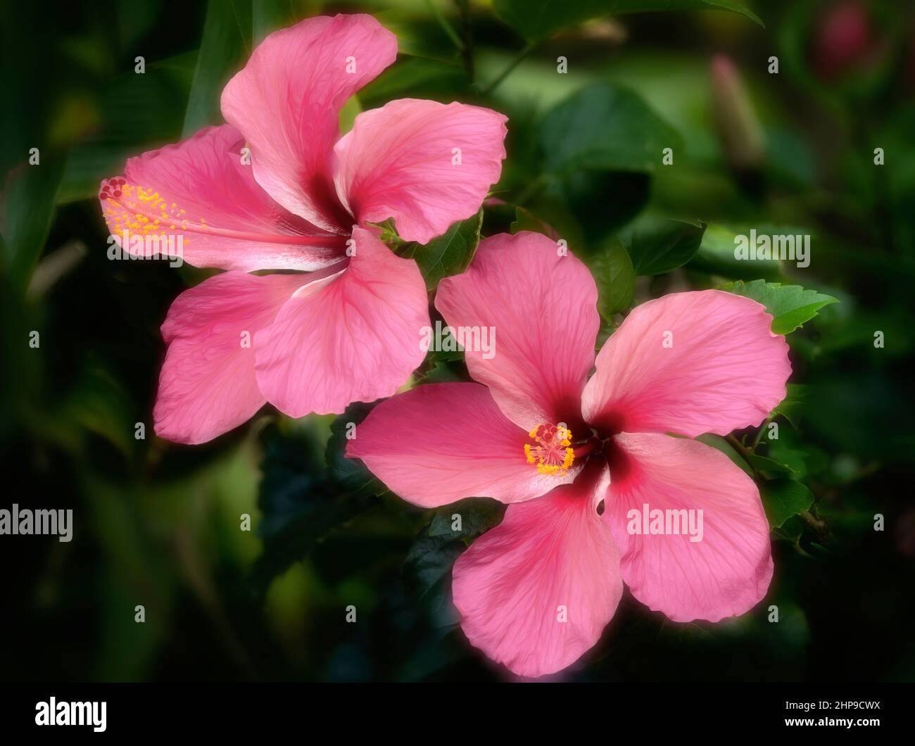 Nahaufnahme der Hybiskusblüten. Hawaii, Die Große Insel Stockfoto