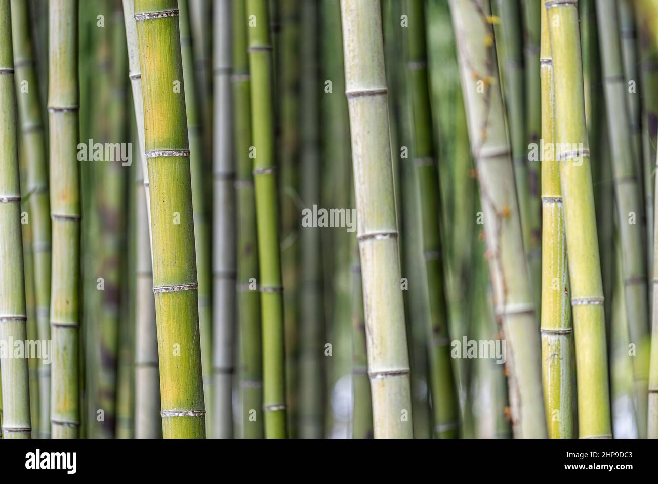 Kyoto, Japan Arashiyama Bambushain Waldpark Garten Nahaufnahme Muster von Stamm Hain Stiele als Hintergrund Tapete grüne Farbe Stockfoto