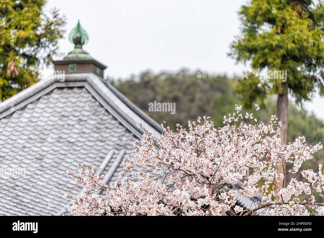 Kyoto, Japan Kirschblüten Sakura Bäume Blumen im Garten Park und Tempel Dach Fliesen Gebäude Schrein im Hintergrund in Arashiyama Frühjahrssaison Stockfoto
