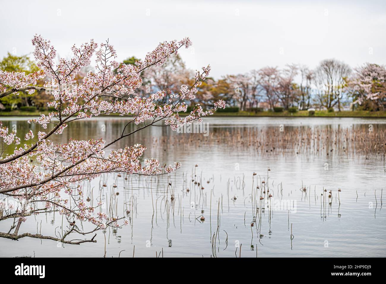 Kyoto Osawa-no-Ike Pond in der Frühjahrssaison der Kirschblüten im Arashiyama-Gebiet beim Daikakuji-Tempel mit Lotuspflanzen auf dem Wasser und einer Blüte des Sakura-Baumes Stockfoto
