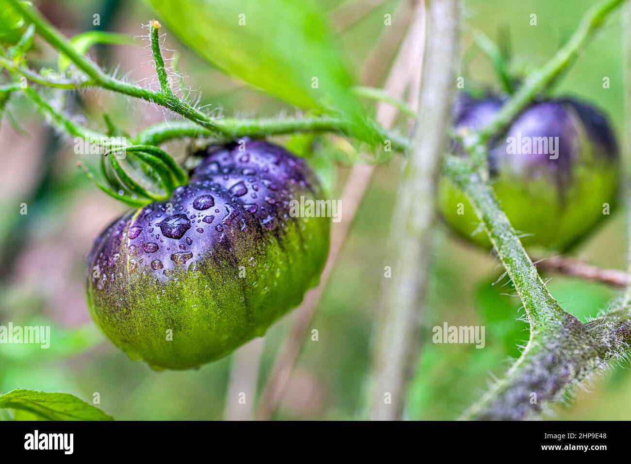 Makro-Nahaufnahme von zwei unreifen, glänzenden, mit Wassertau befeuert, Erbstück, schwarze Tomaten, die an Pflanzenreben im Garten hängen, flache Feldtiefe, Bauch Stockfoto