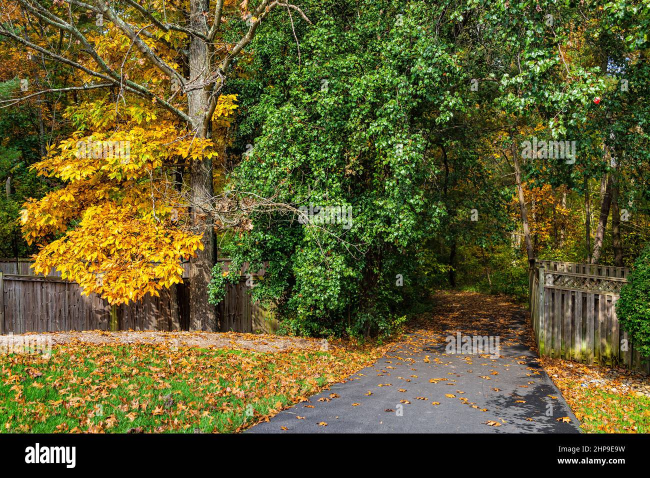 Gelb-farbenfrohe Herbstbäume im Norden von Virginia in Fairfax County mit lebhaftem Laub auf dem Sugarland Run Stream Valley Trail mit gepflastertem Straßenpfad nach for Stockfoto