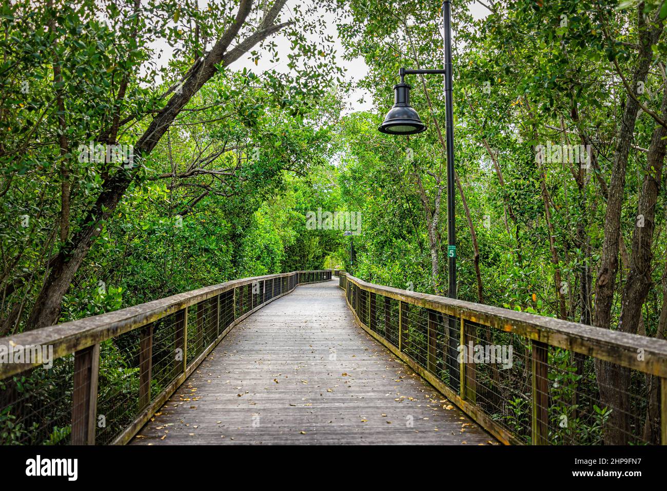 Naples, Florida Coller County Gordon River Greenway Park Holzboardwalk Trail durch Mangroven Sumpf Waldlandschaft Sommer Blick mit niemand Stockfoto