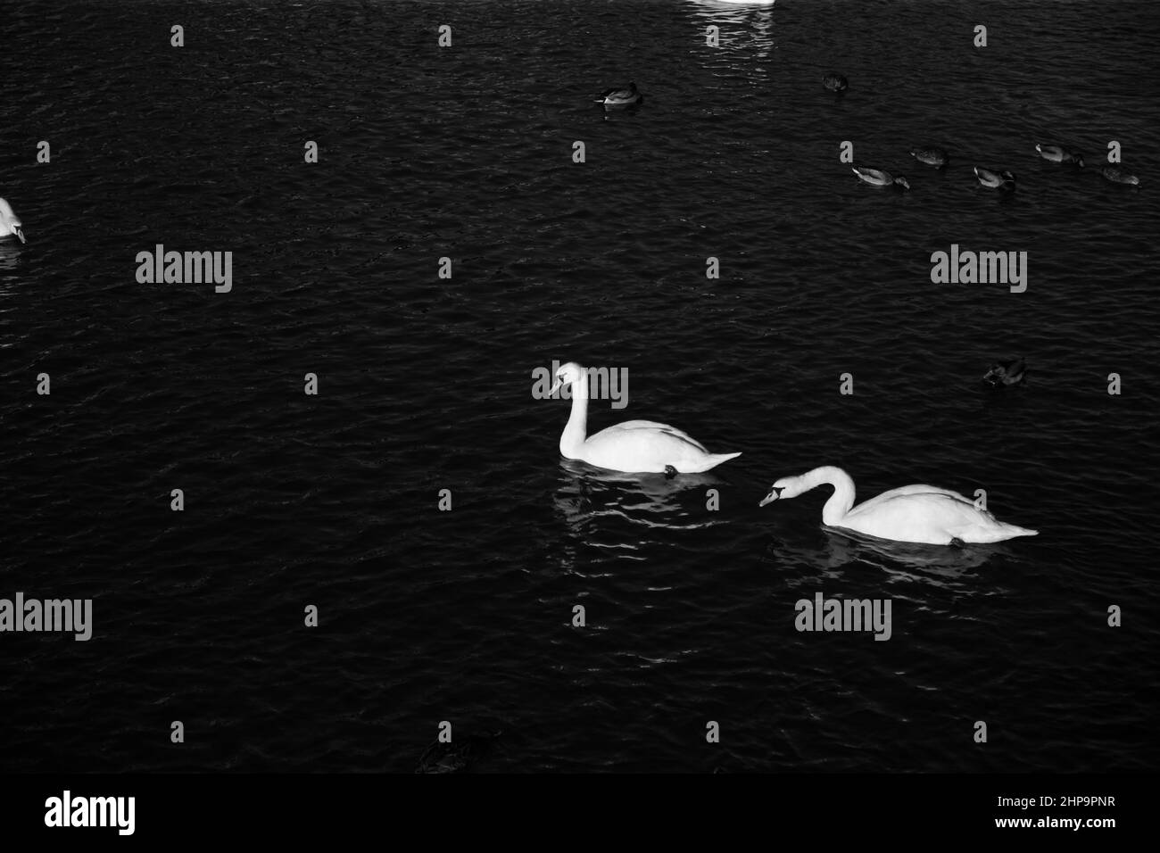 Ein Paar wunderschöne weiße Schwäne auf dem Wasser in schwarz-weißen Outdoor Stockfoto