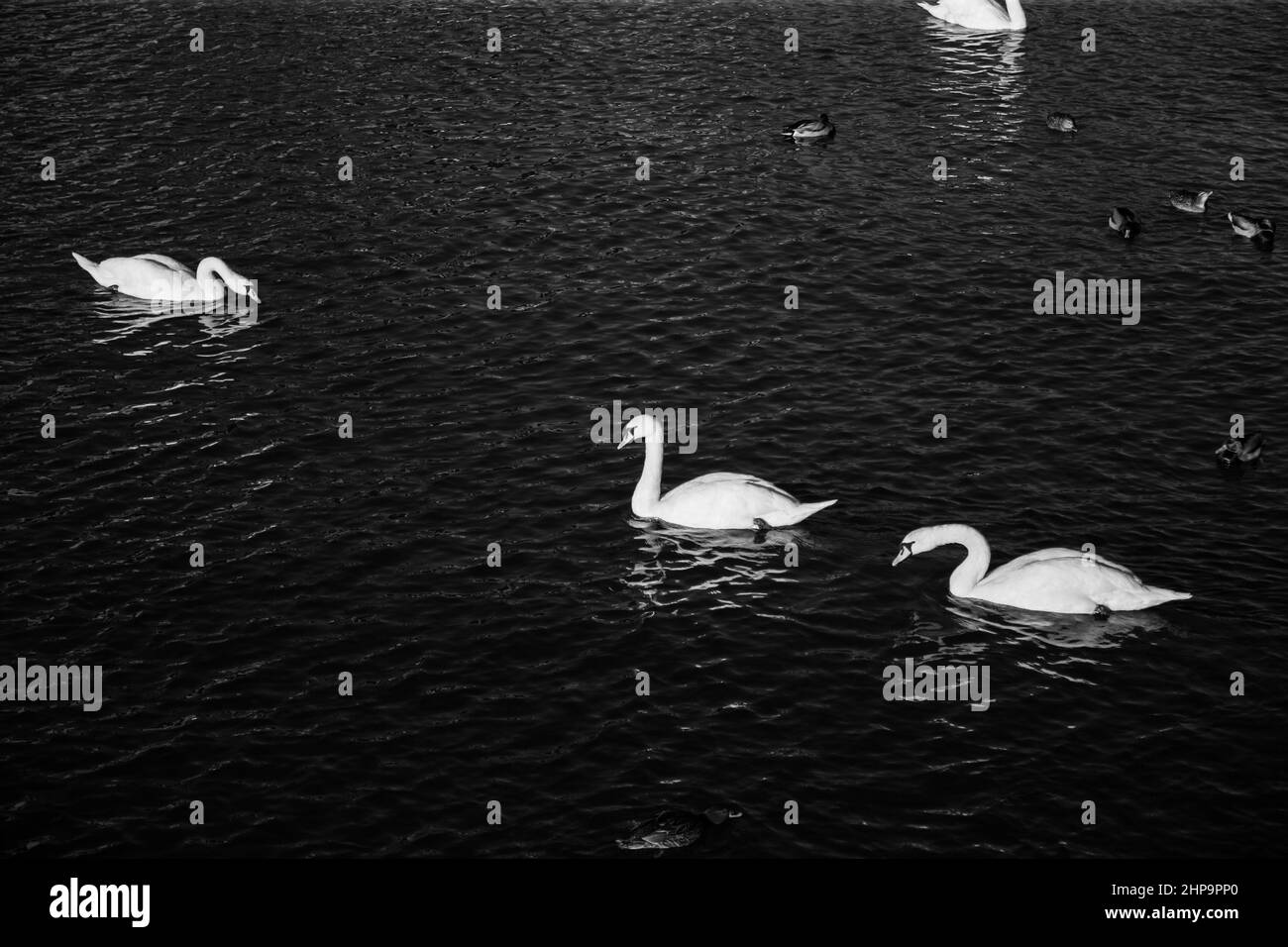 Ein Paar wunderschöne weiße Schwäne auf dem Wasser in schwarz-weißen Outdoor Stockfoto