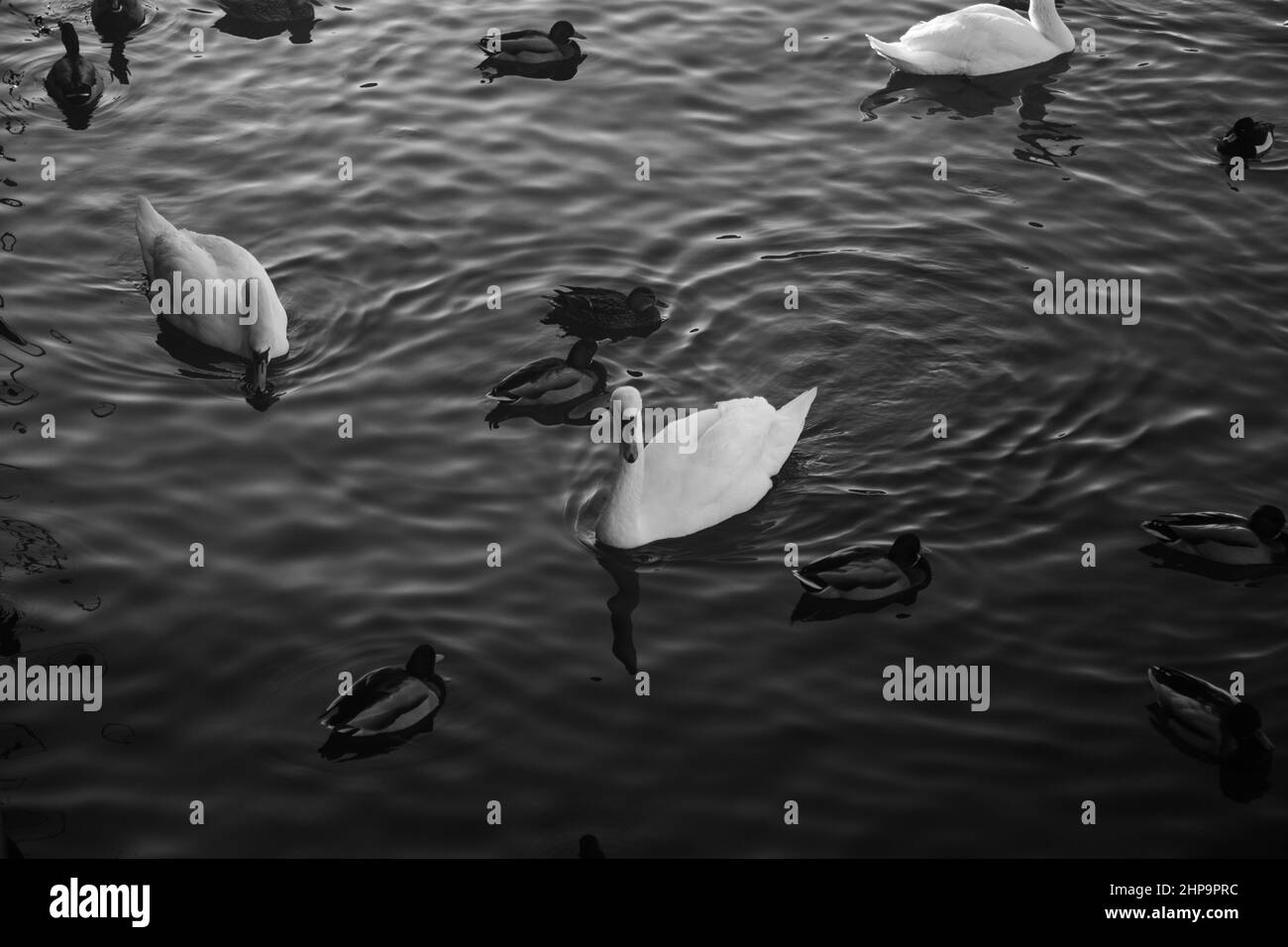 Ein Paar wunderschöne weiße Schwäne auf dem Wasser in schwarz-weißen Outdoor Stockfoto