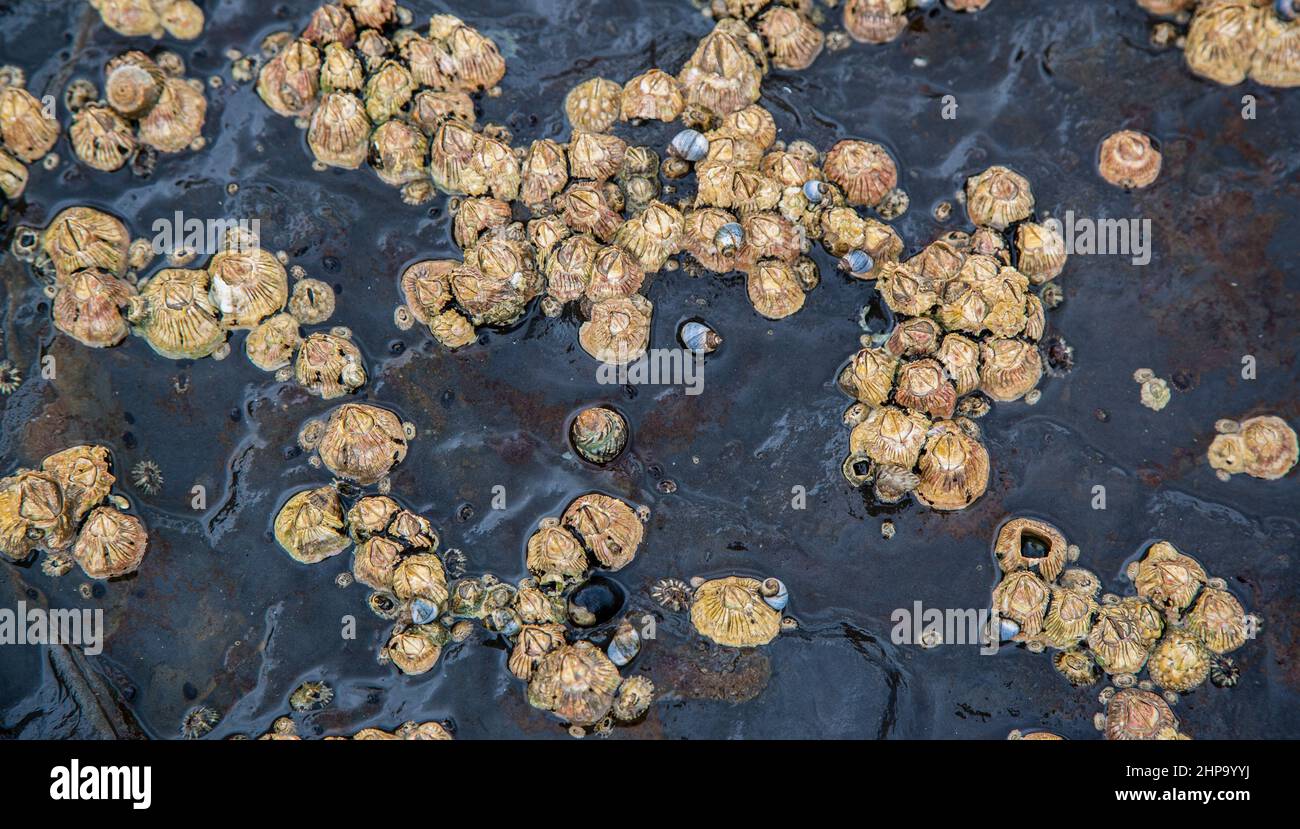 Limpets, die an einer Felsoberfläche auf der intertidalen Gesteinsplattform von Depot Beach im Murramarang National Park an der Soth Coast von New South wales, Australien, haften Stockfoto