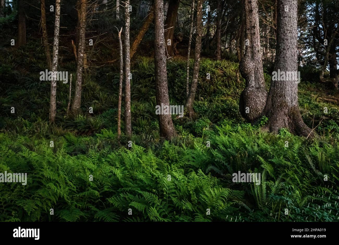 Sitka Fichte Bäume und Farne, Mosquito Creek Gebiet an der Olympischen Südküste von Washington, USA. Stockfoto