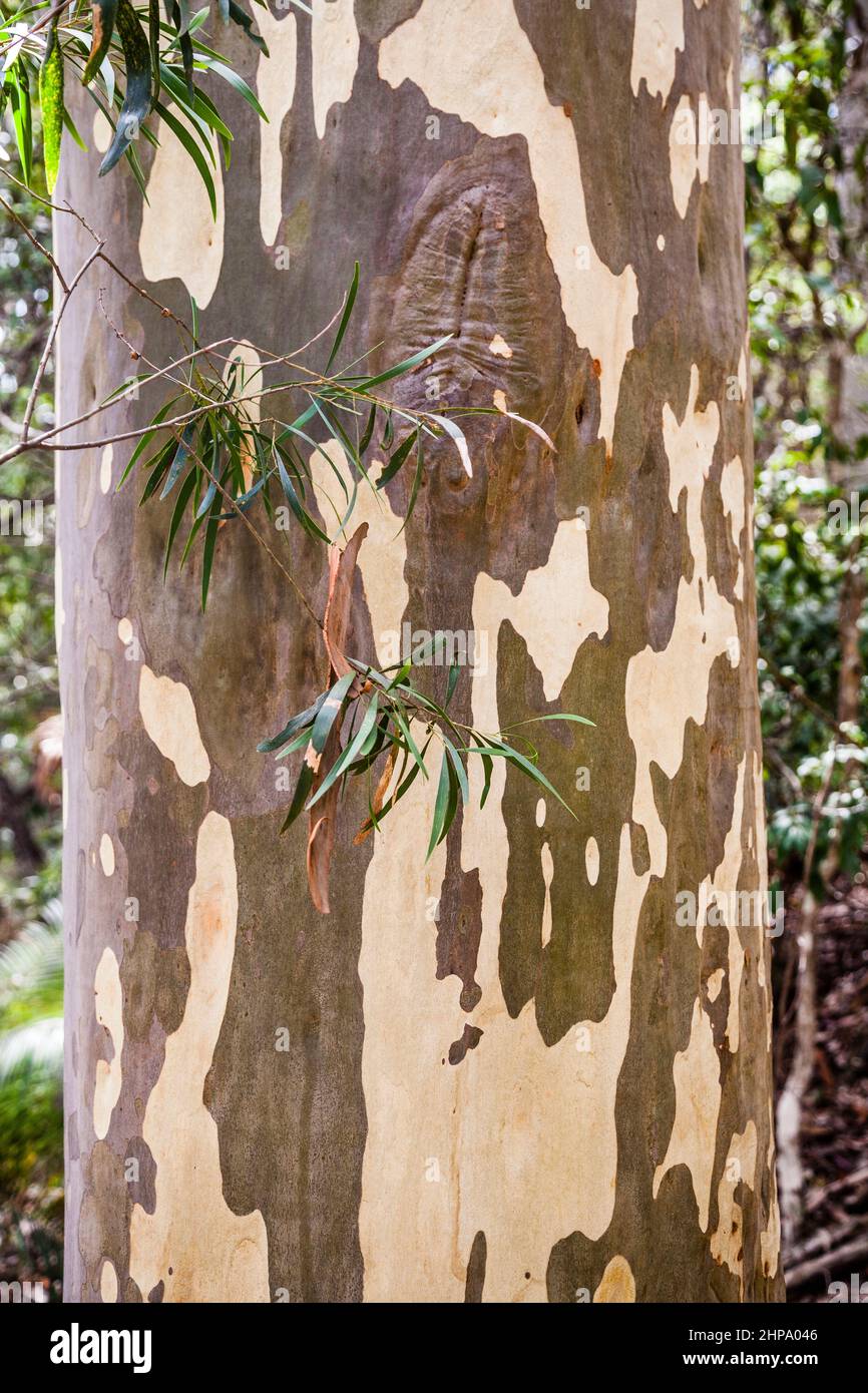 Stamm eines gefleckten Gummis im hohen feuchten Wald im Murramarang National Park, an der Südküste von New South Wales, Australien Stockfoto