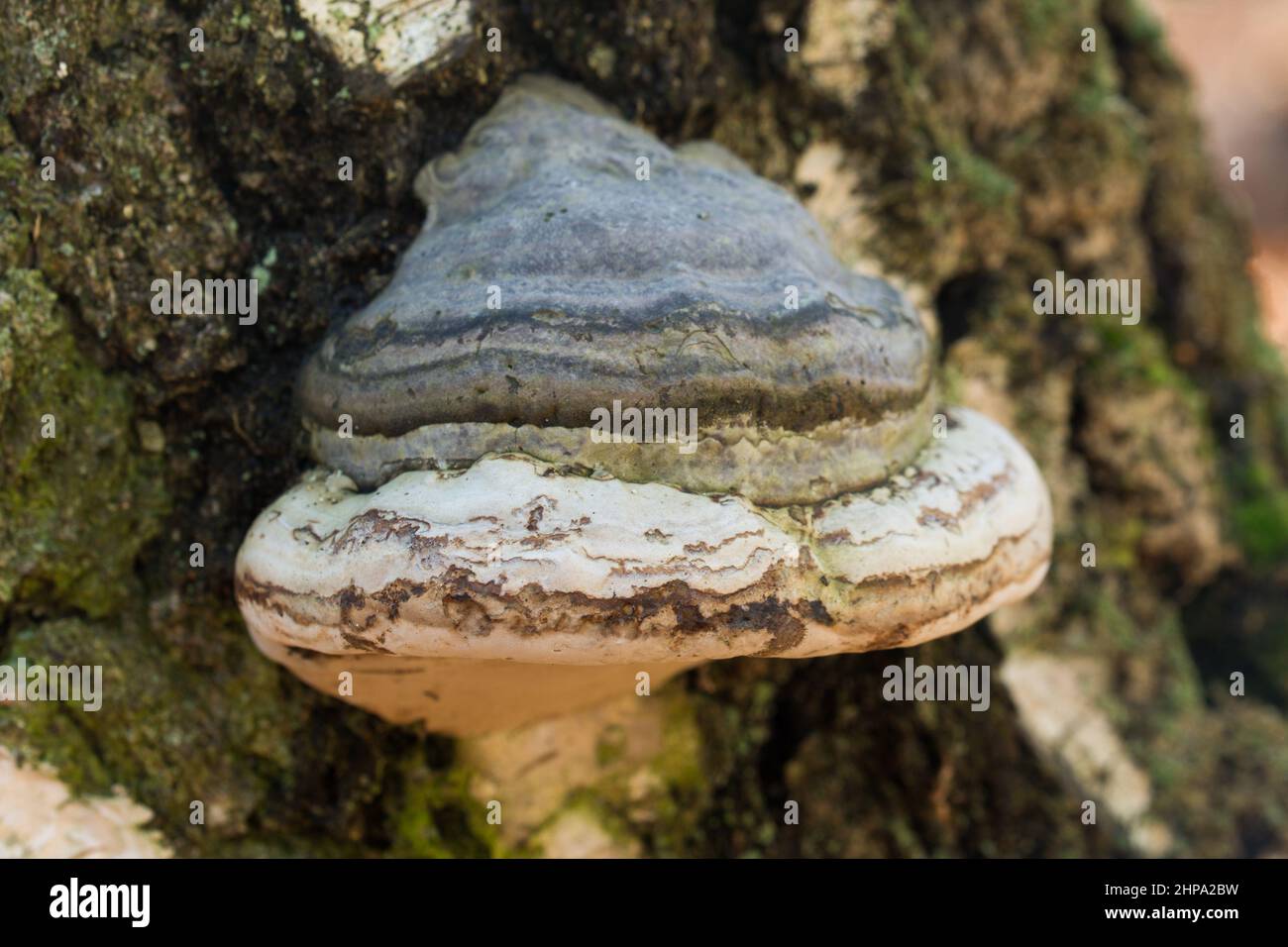 Fomes fomentarius, Zunder-Pilz auf alten Birken Nahaufnahme selektiver Fokus Stockfoto