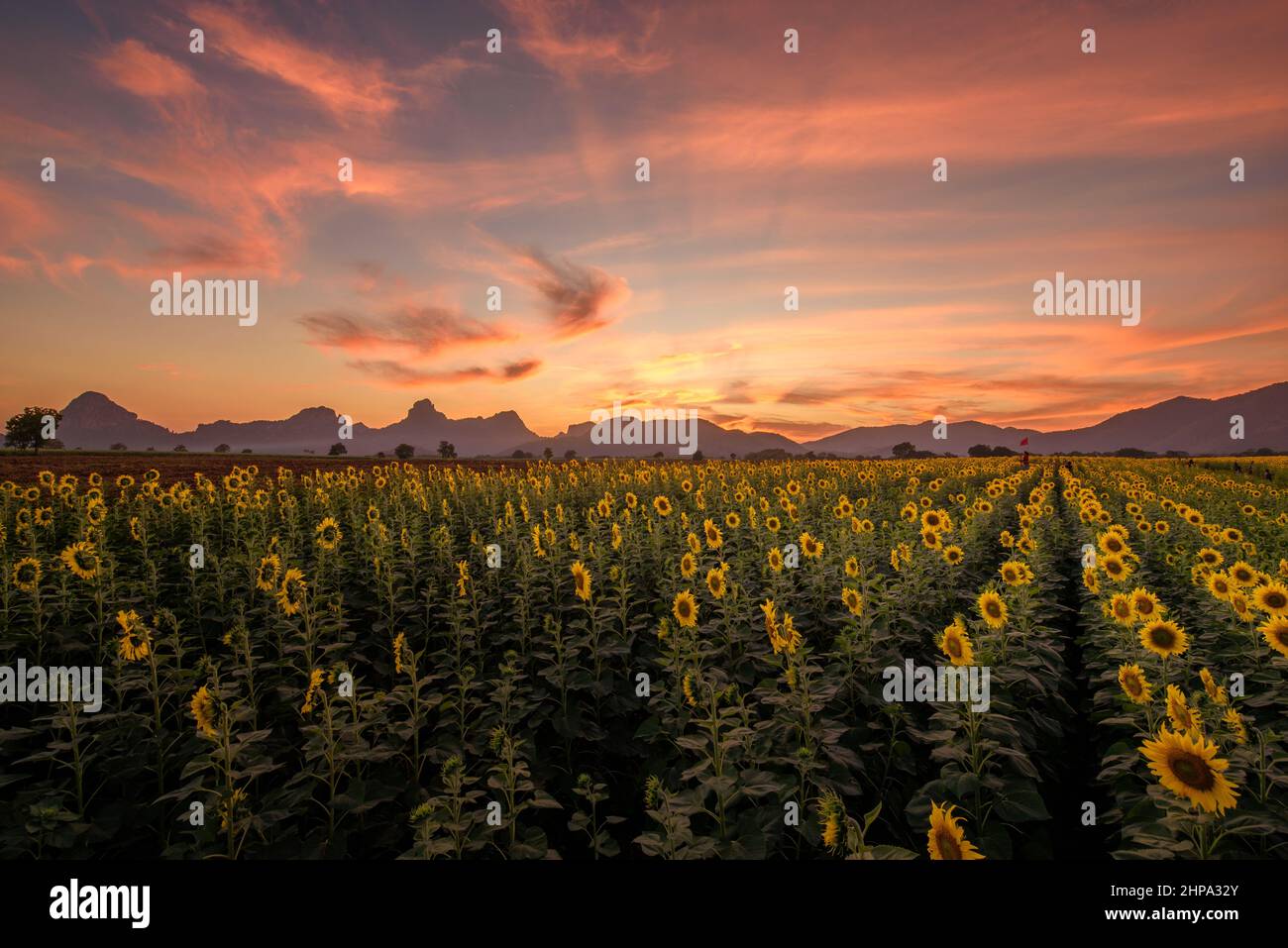 Panoramalandschaft mit Sonnenblumen, die in der Sonnenuntergangszeit auf dem Feld blühen, mit dem Hintergrund der Bergkette in der Provinz Lopburi, Thailand. Stockfoto