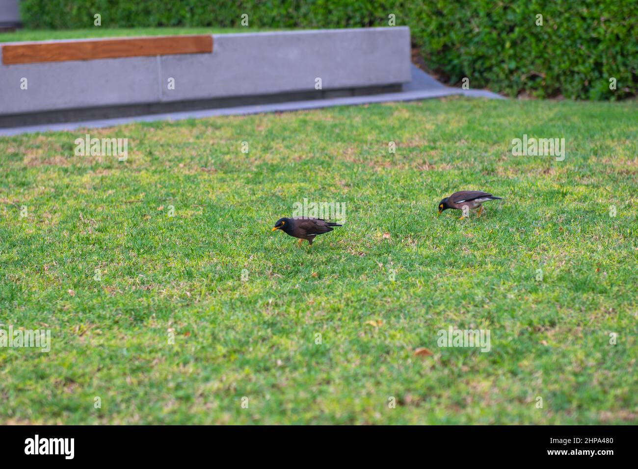 Ein paar Birdies auf einem grünen Rasen Stockfoto
